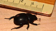 Waldmistkäfer (9).jpg